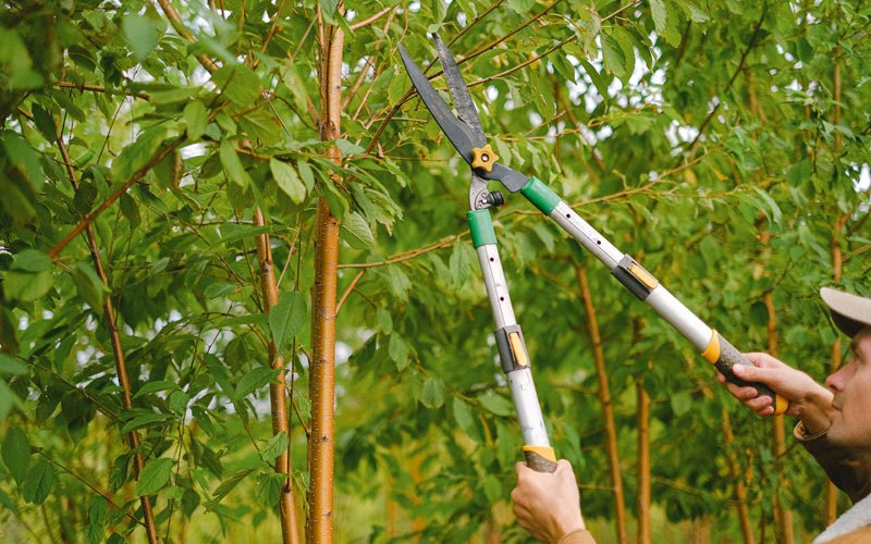 Tree trimming in Reedsburg, WI